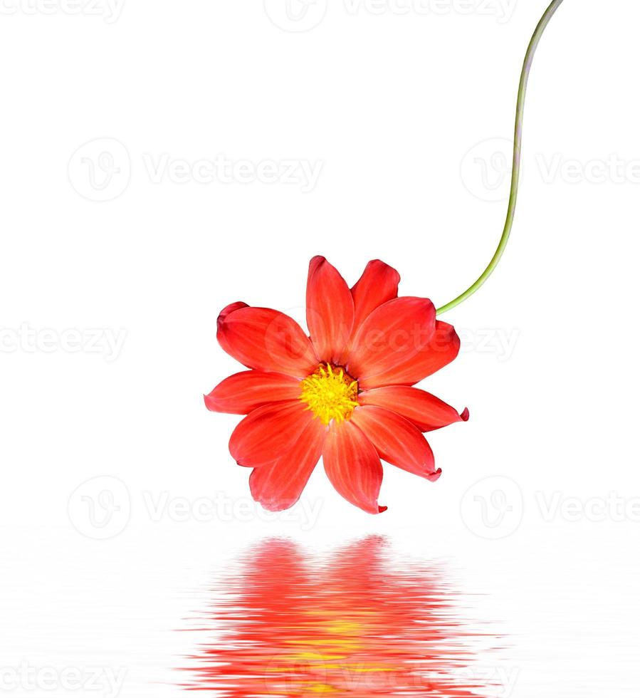 Flowers isolated on white background. photo