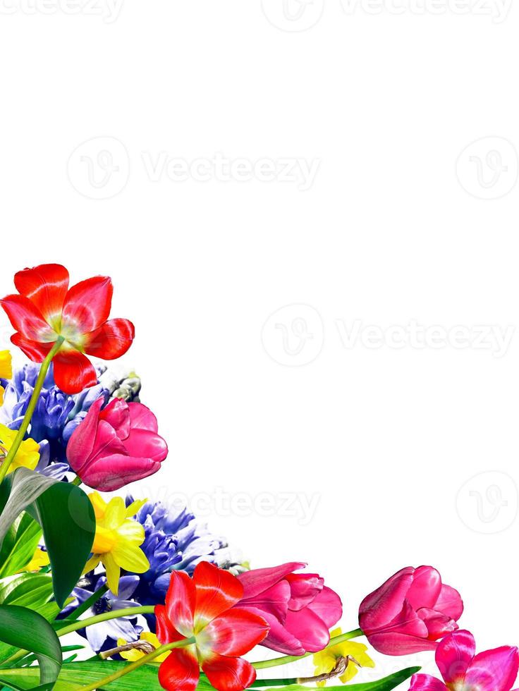 Spring flowers tulips and hyacinths. photo