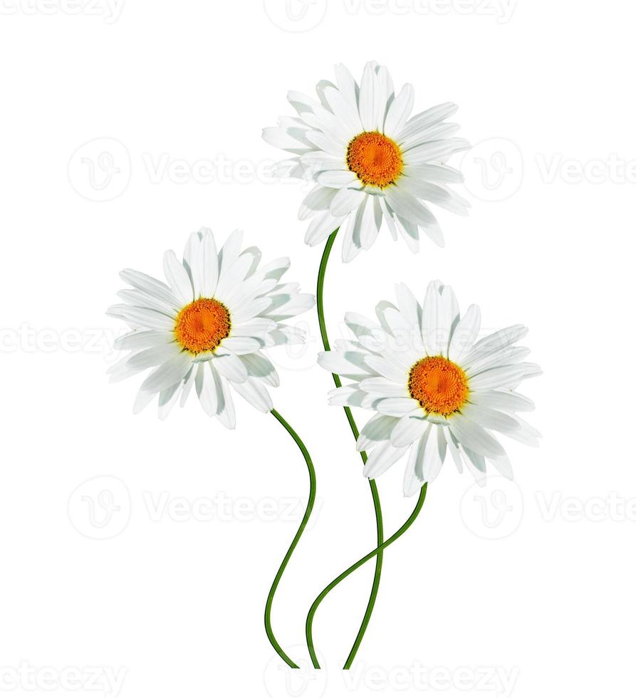 daisies summer white flower isolated on white background. photo