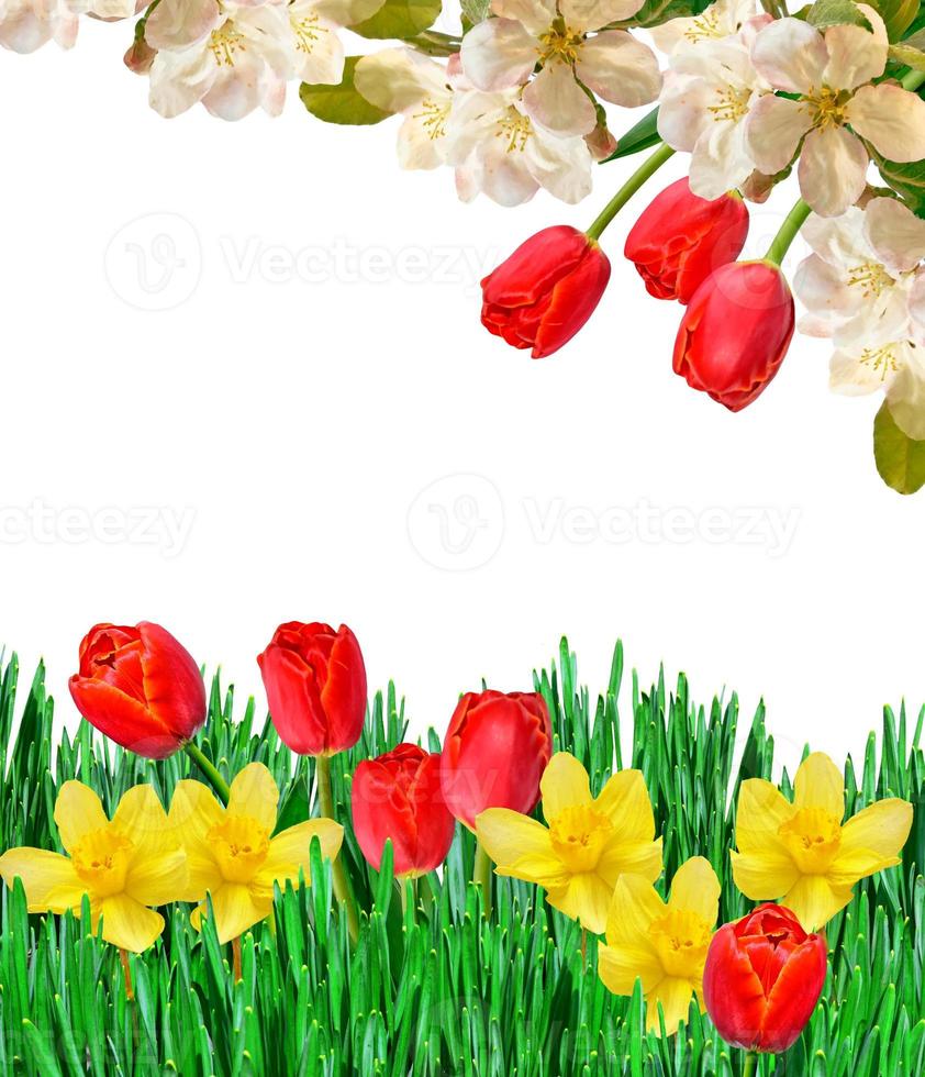 spring flowers tulips isolated on white background. photo