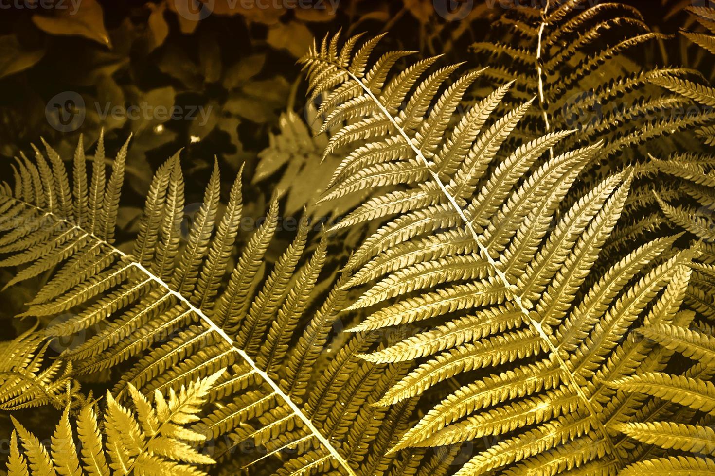 leaves of the fern against the background of the summer landscape. photo