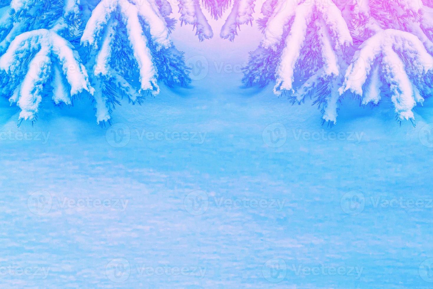 Frozen winter forest with snow covered trees. photo