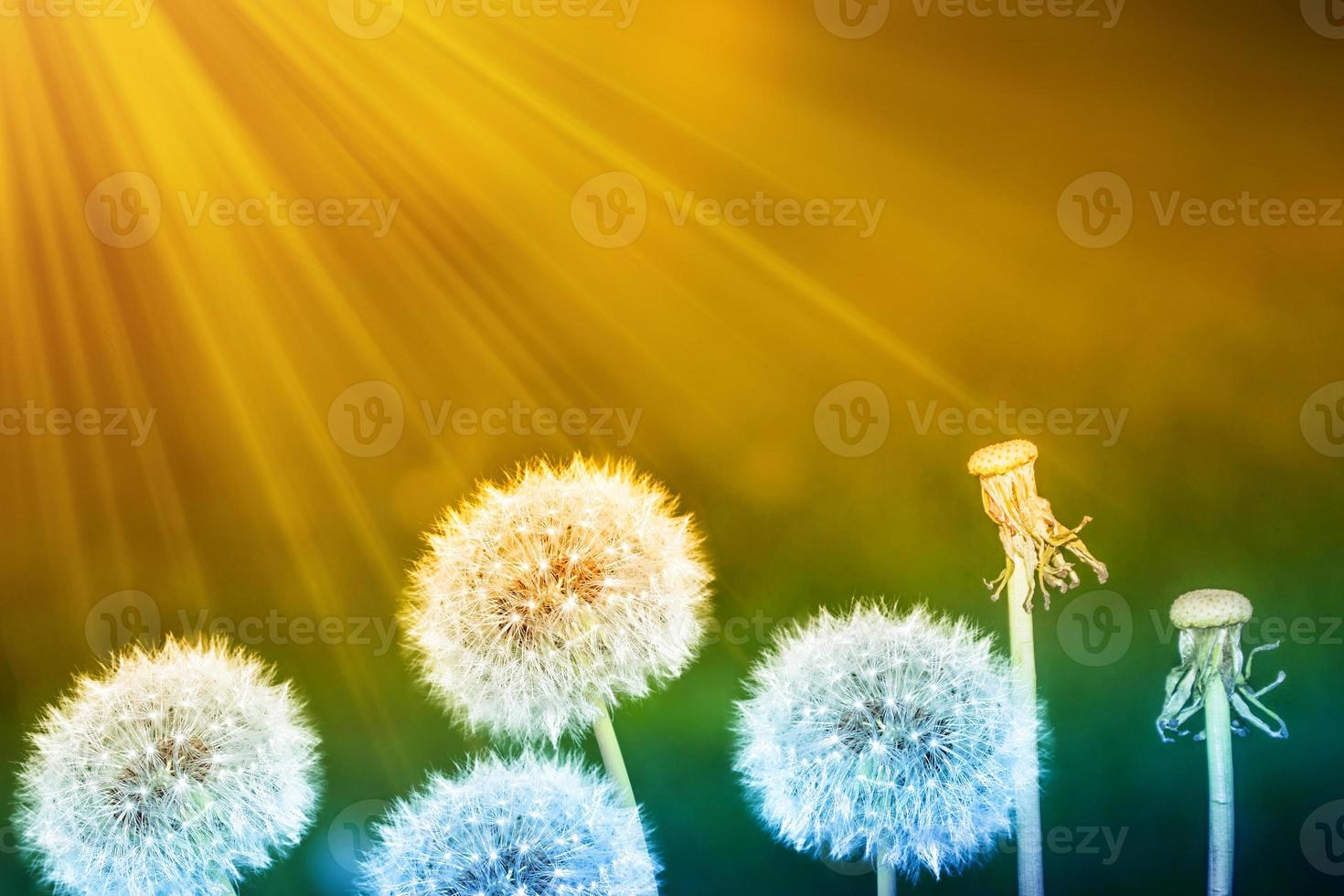 Fluffy dandelion flower against the background of the summer landscape. photo