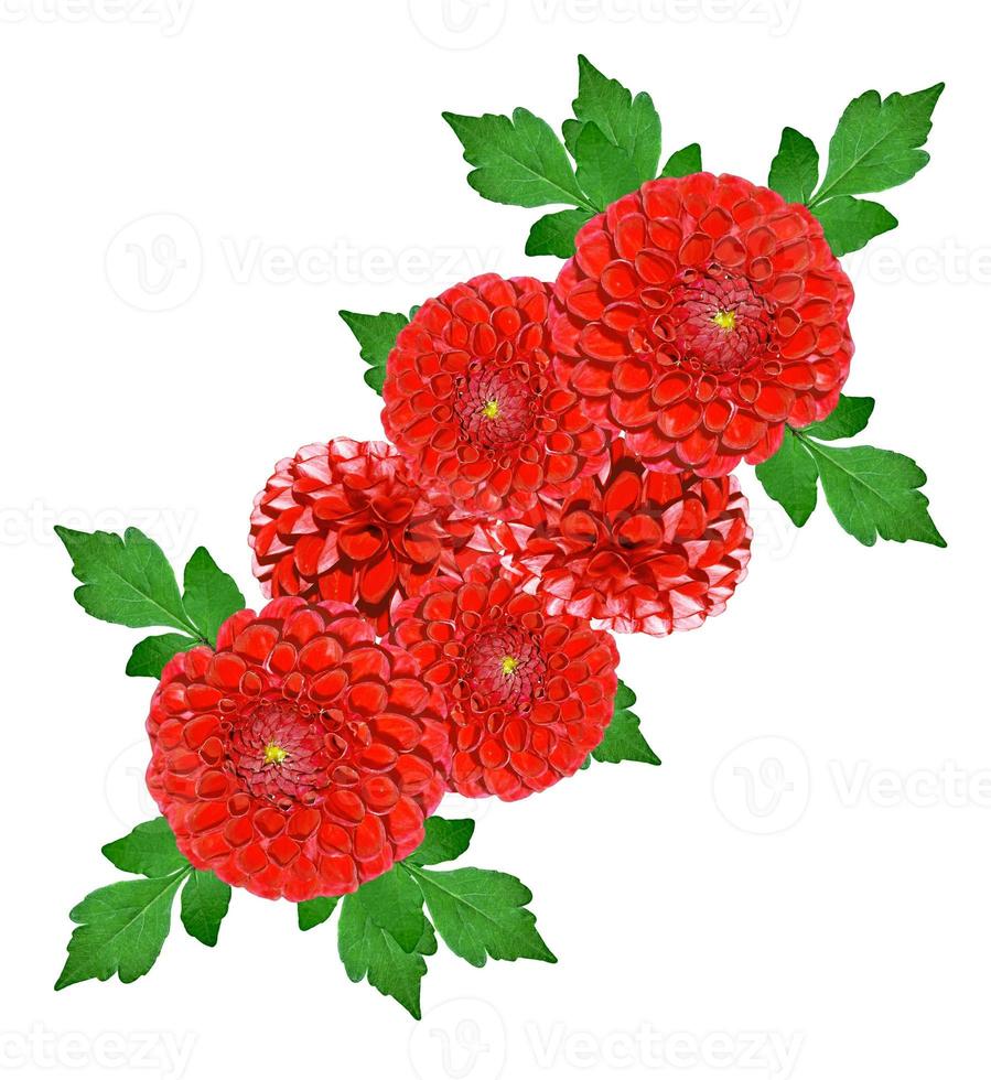 Flowers isolated on white background. photo