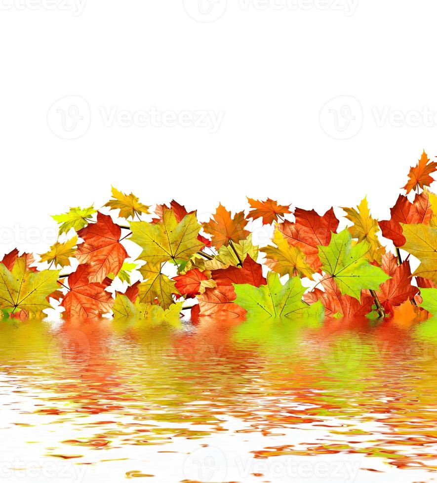 hojas de otoño aisladas sobre fondo blanco foto