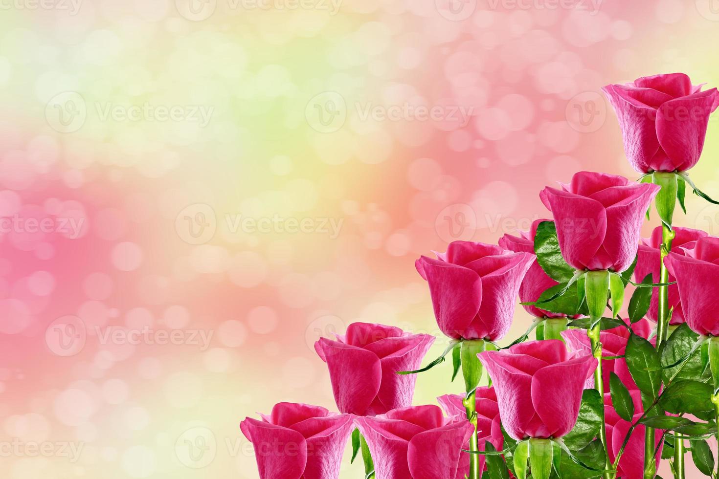 The buds of flowers roses. Holiday card. Floral background of roses. photo