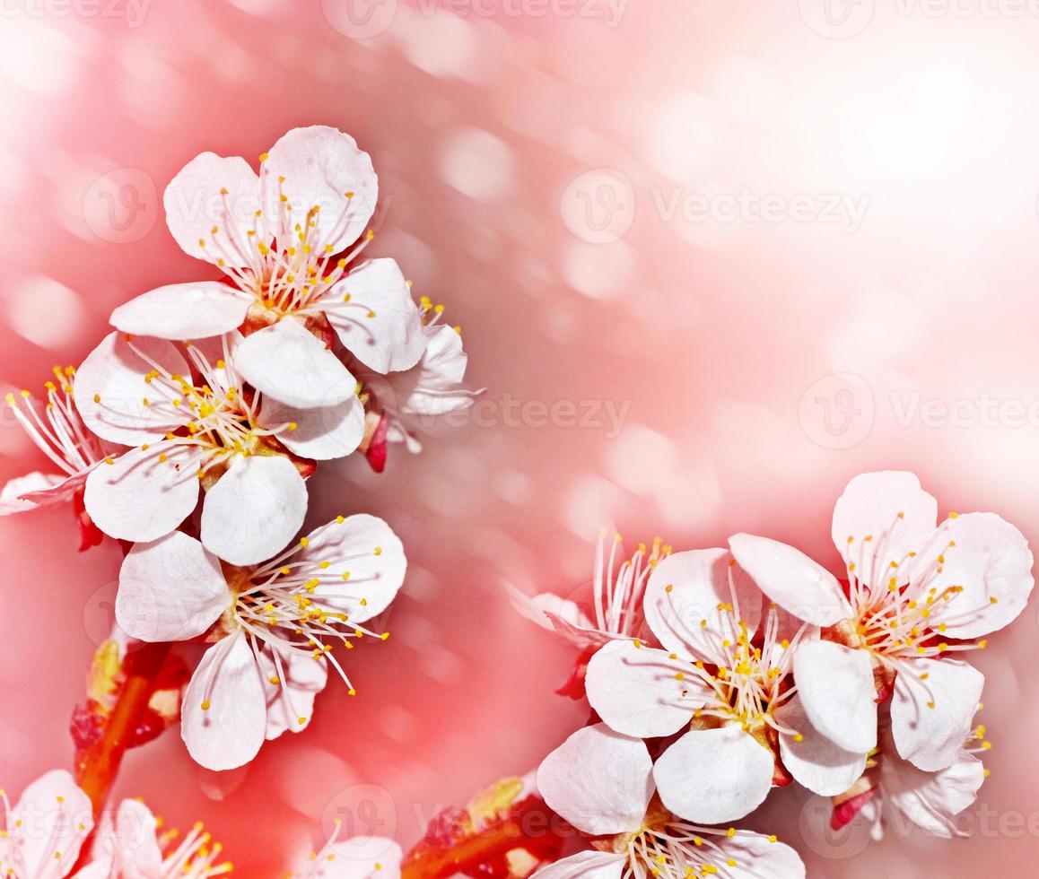 Spring landscape. Flowering branch of cherry photo