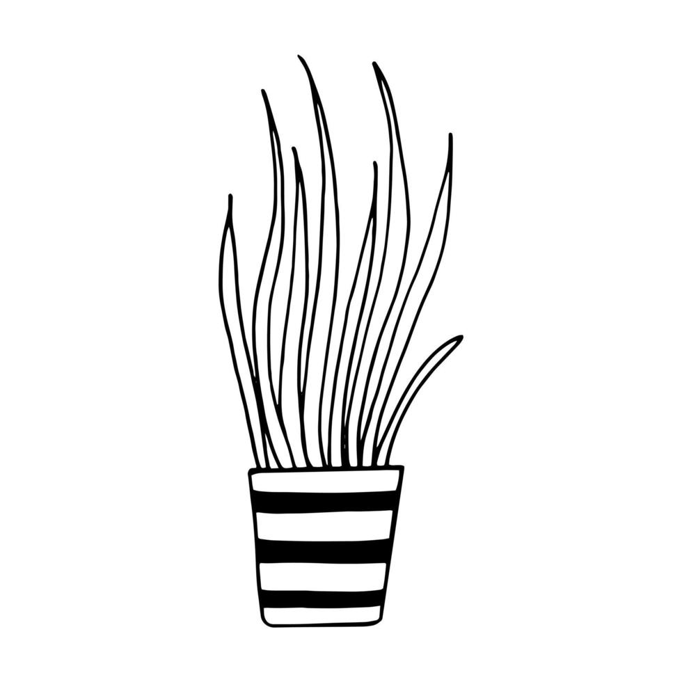 chlorophytum in a pot icon hand drawn. , minimalism, scandinavian, monochrome, nordic sticker plant flower vector