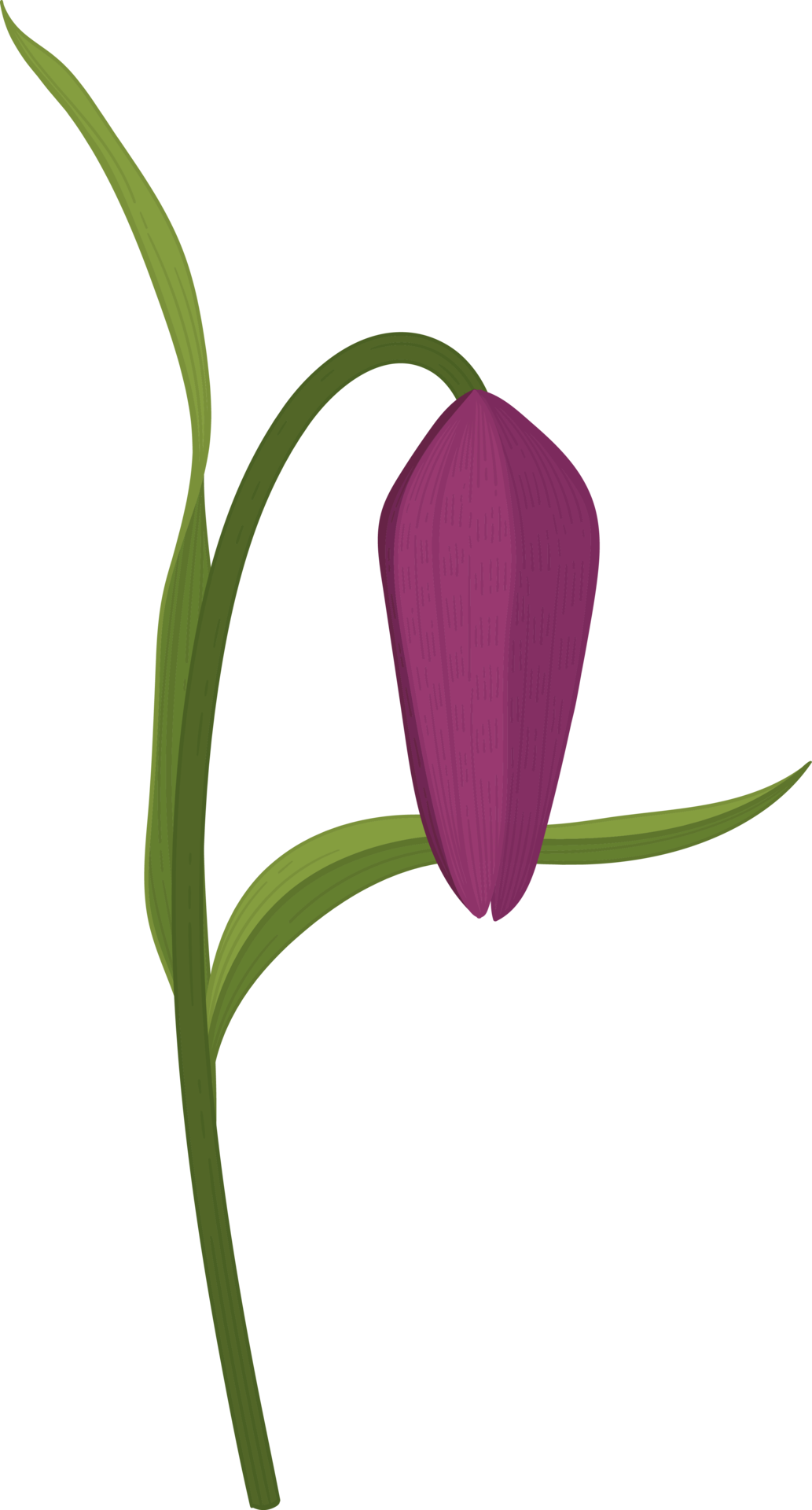 Purple Toad Lily Flower Hand Drawn Illustration 9888751 PNG purple-toad-lily-flower-hand-drawn-illustration-9888751-png