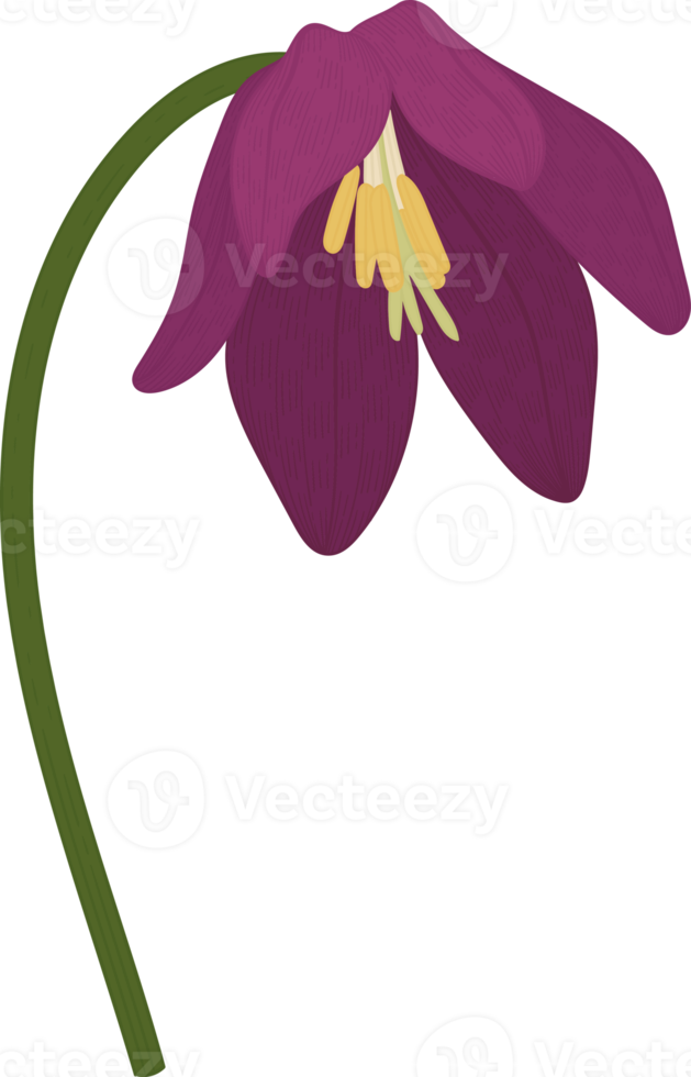 illustrazione disegnata a mano del fiore del giglio di rospo viola. png