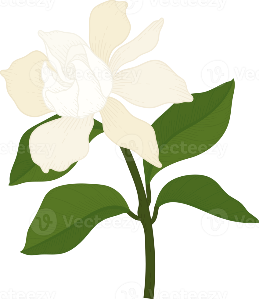 White Gardenia flower hand drawn illustration. png