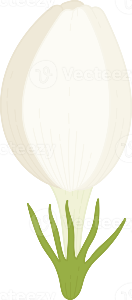 ilustração desenhada à mão de flor de jasmim. png