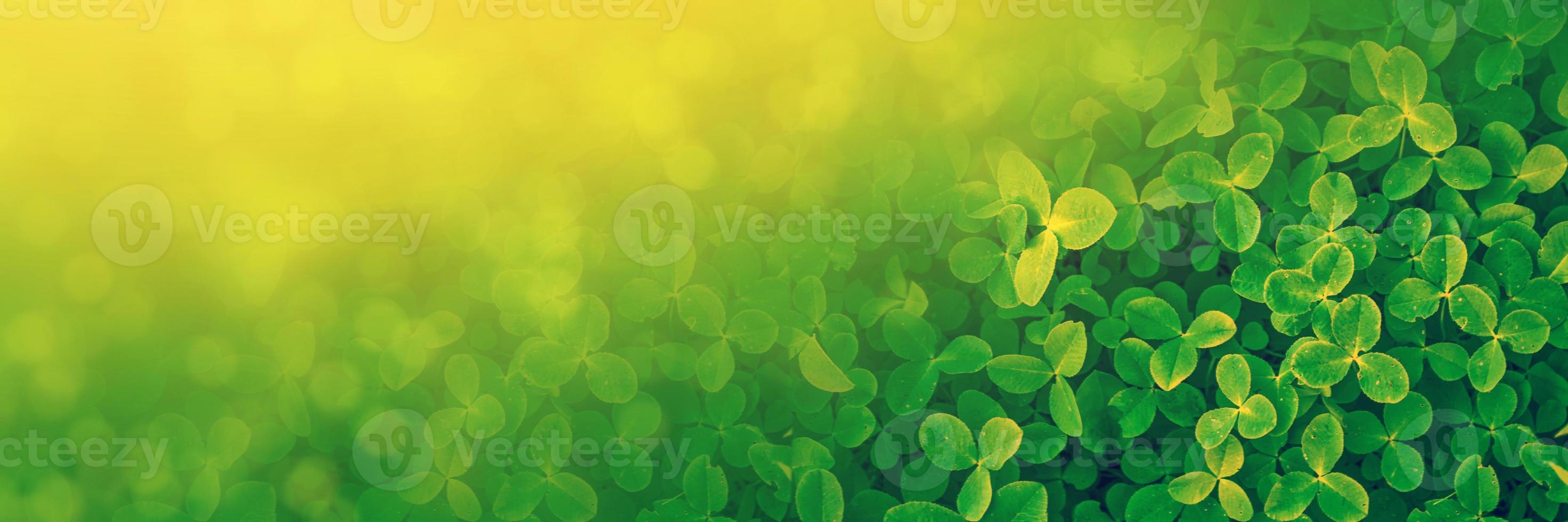 Green clover leaves on a background summer landscape photo