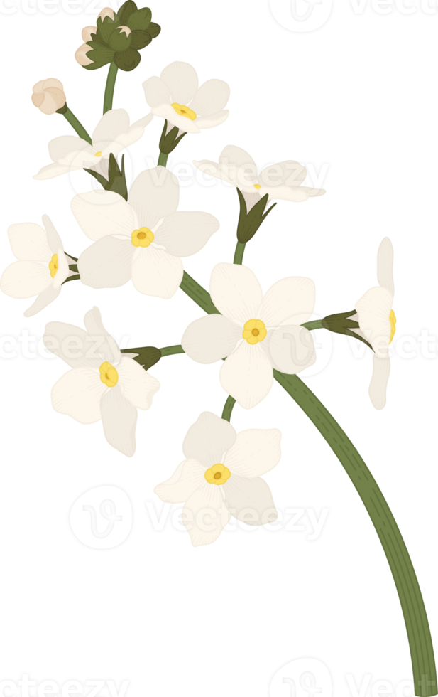 White forget me not flower hand drawn illustration. png