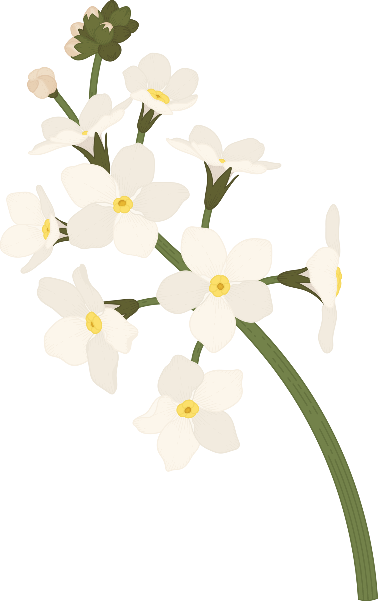 White Me Not Flowers