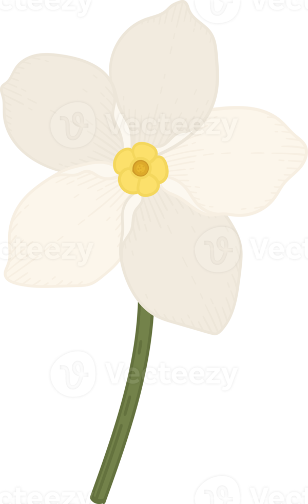 White forget me not flower hand drawn illustration. png