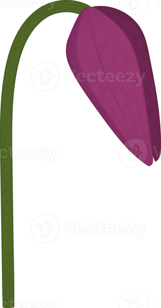 ilustração desenhada à mão de flor de lírio de sapo roxo. png