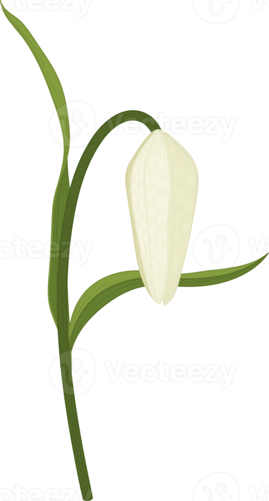 vit padda lilja blomma handritad illustration. png