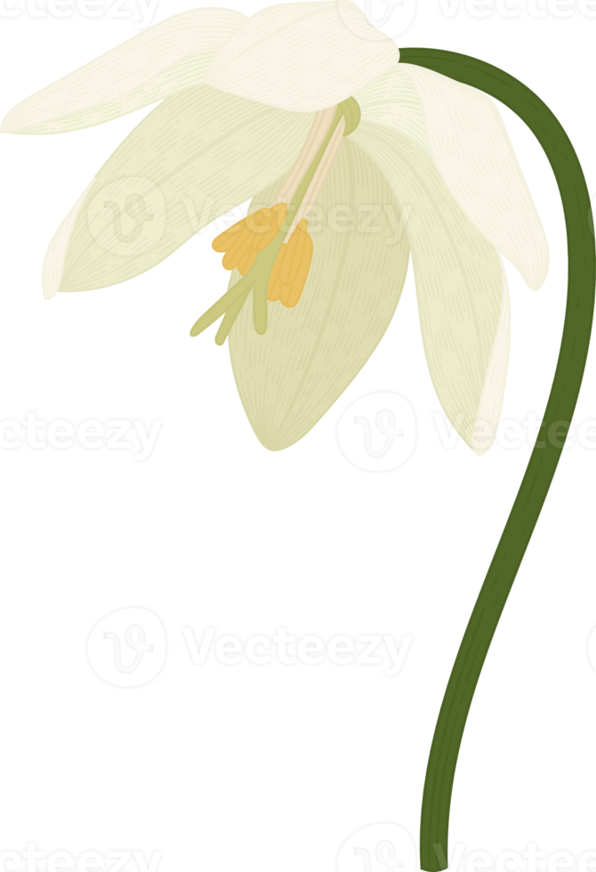 witte pad lily bloem hand getekende illustratie. png