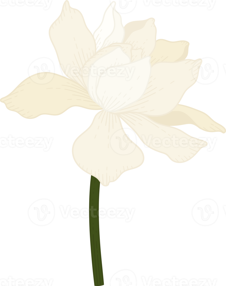 fleur de gardénia blanche illustration dessinée à la main. png