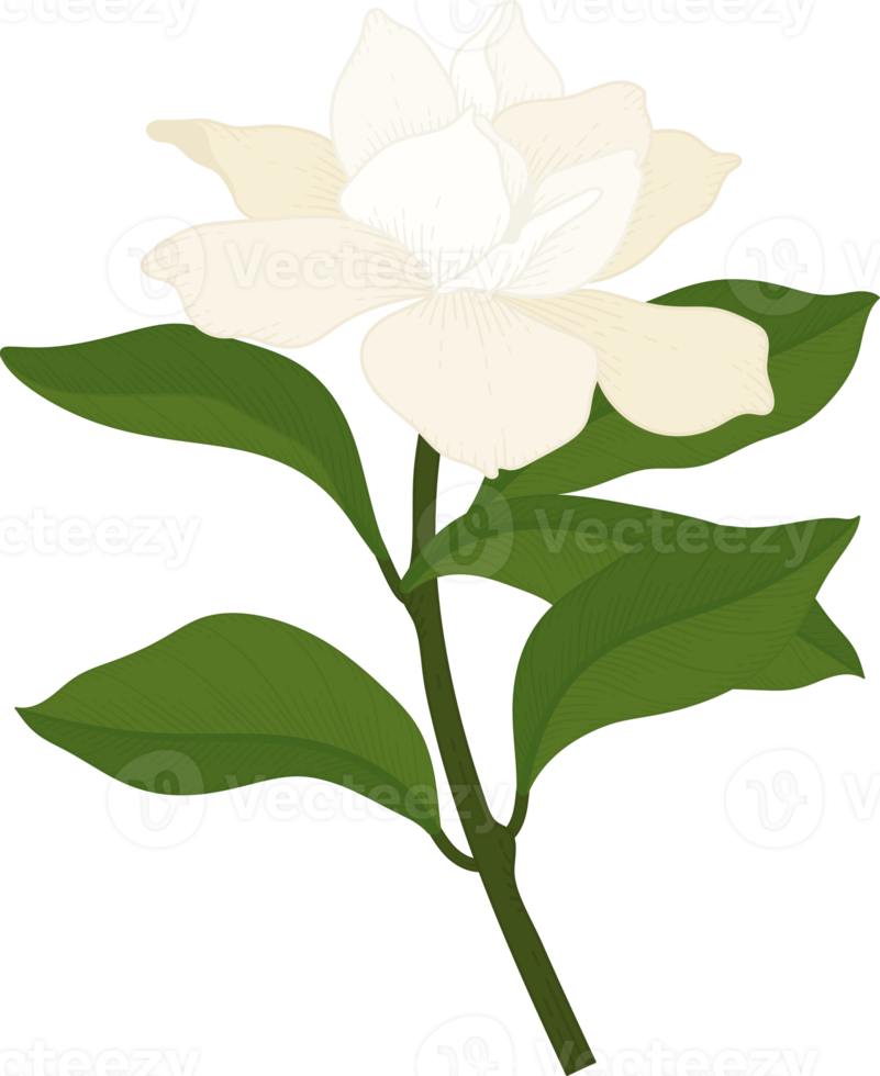 witte gardenia bloem hand getekende illustratie. png