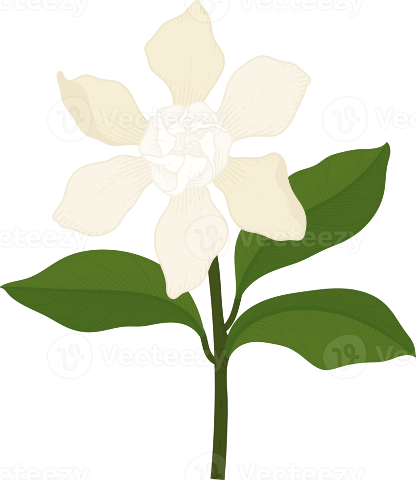 ilustración de dibujado a mano de flor de gardenia blanca. png