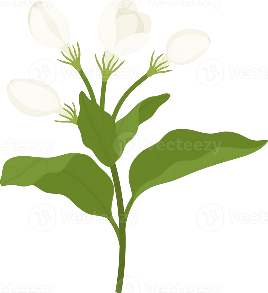 ilustração desenhada à mão de flor de jasmim. png