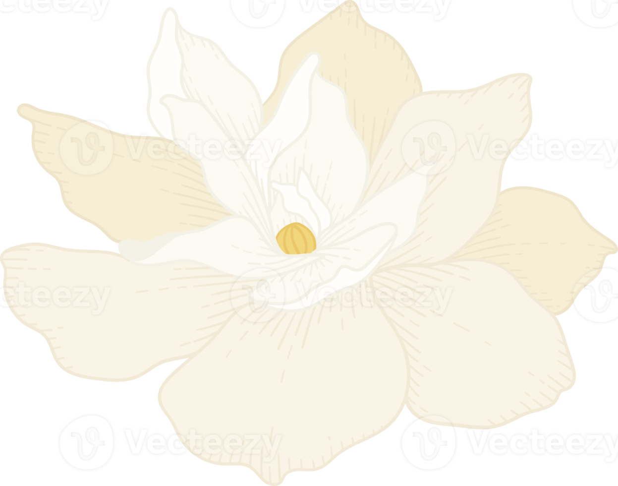 witte gardenia bloem hand getekende illustratie. png