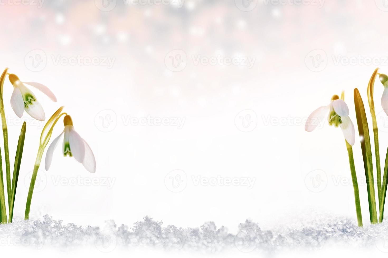 snowdrop flower growing in snow in early spring forest photo