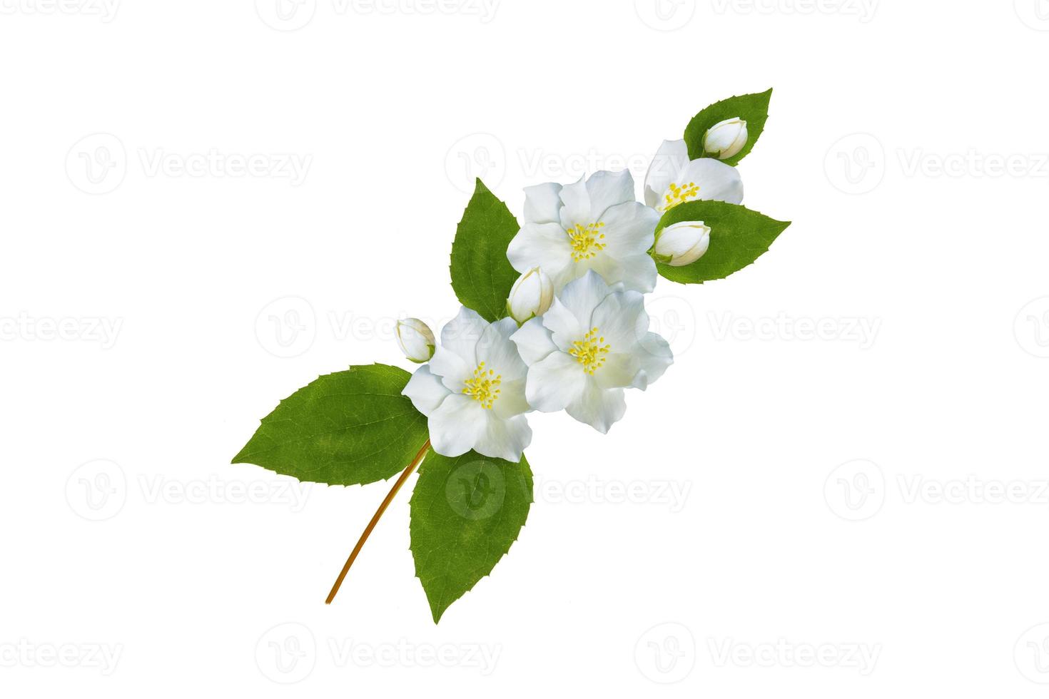branch of jasmine flowers isolated on white background. photo