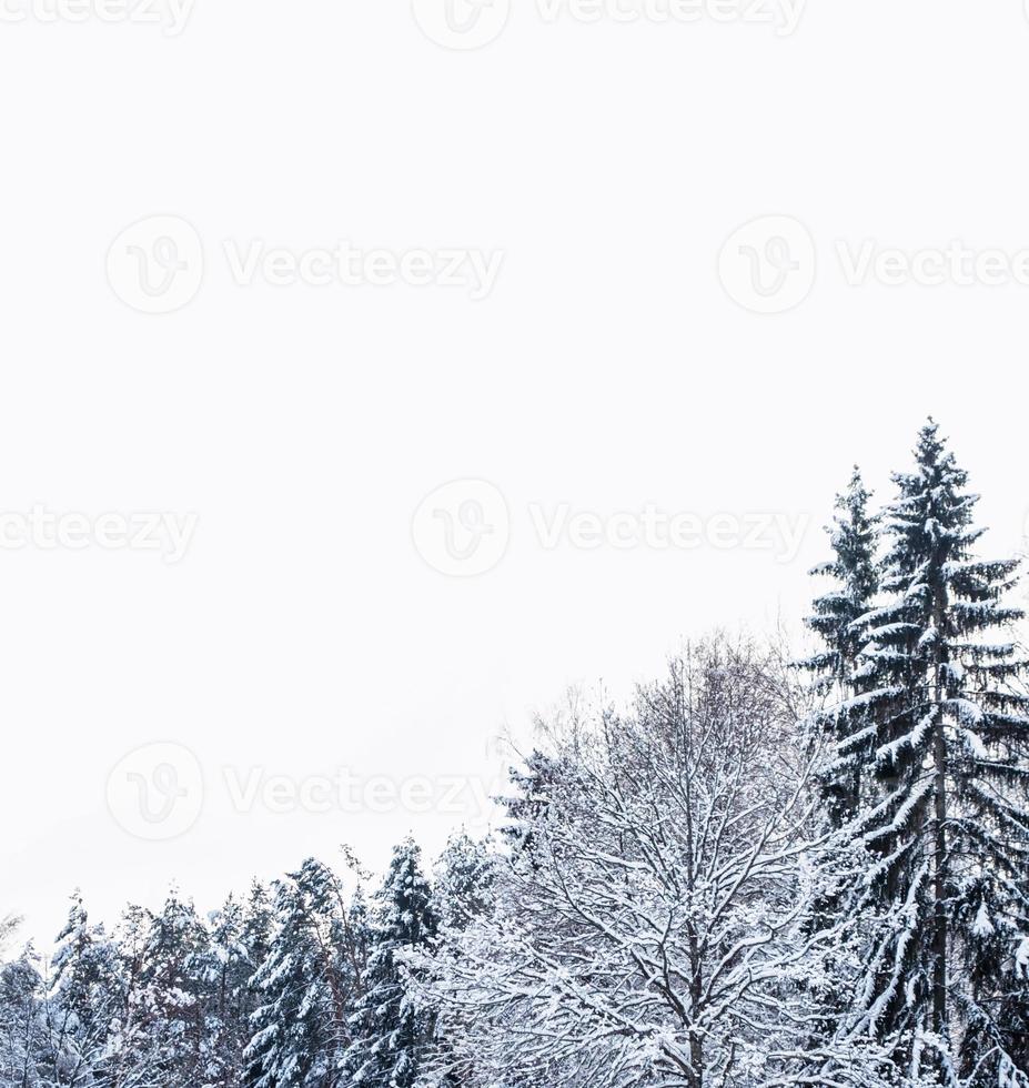 Frozen winter forest with snow covered trees. photo