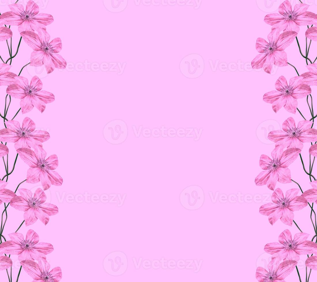 Bright Clematis flowers isolated on a pink background. photo