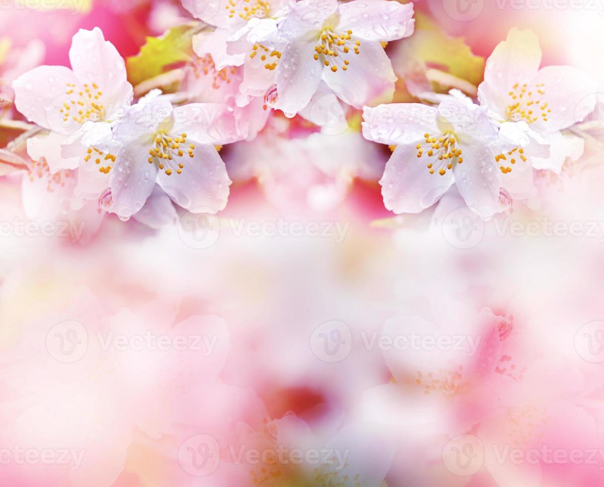 White jasmine. The branch delicate spring flowers photo