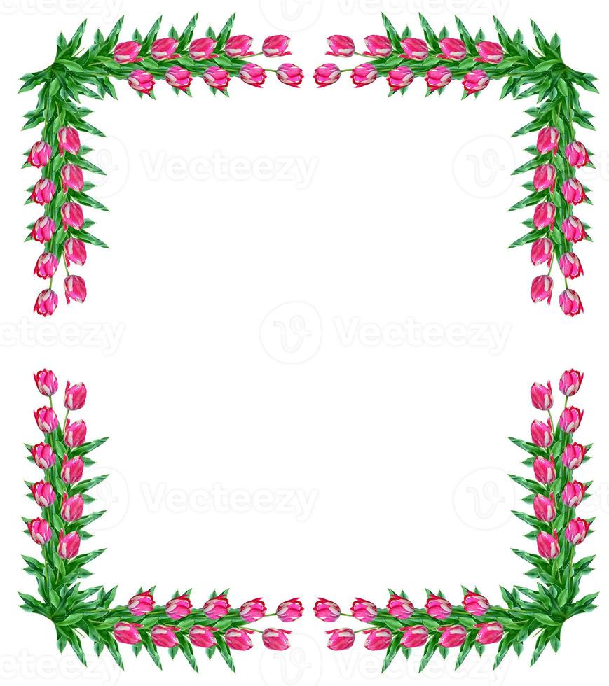 spring flowers tulips isolated on white background. photo