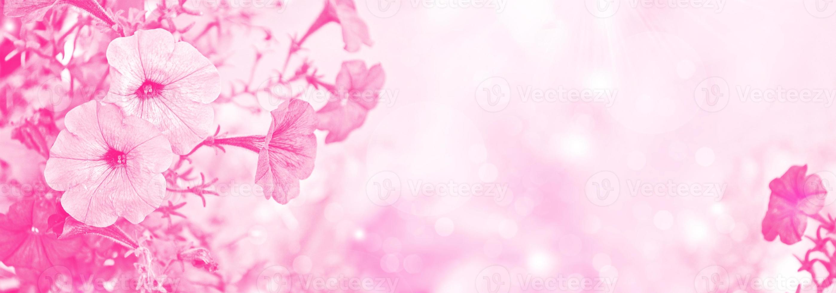 Closeup of a petunias on a flowerbed, pink flowers, floral background. photo