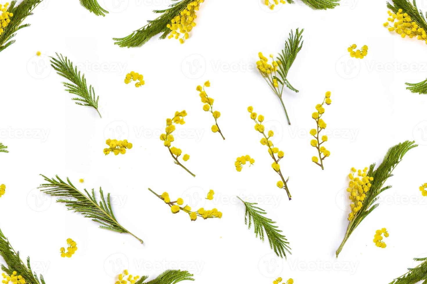 Bush of yellow spring flowers mimosa isolated on white background. photo