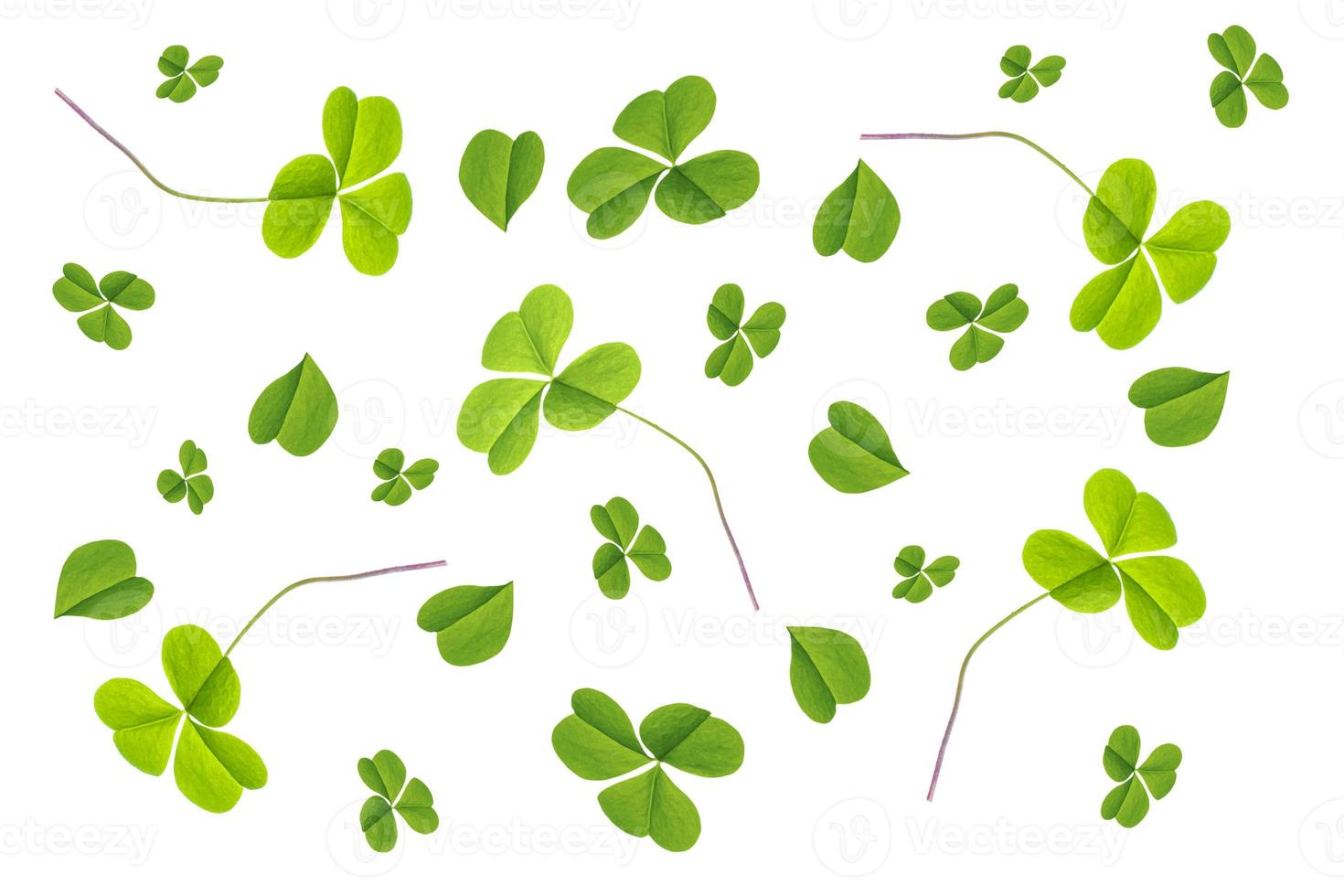 green clover leaves isolated on white background. St.Patrick 's Day photo