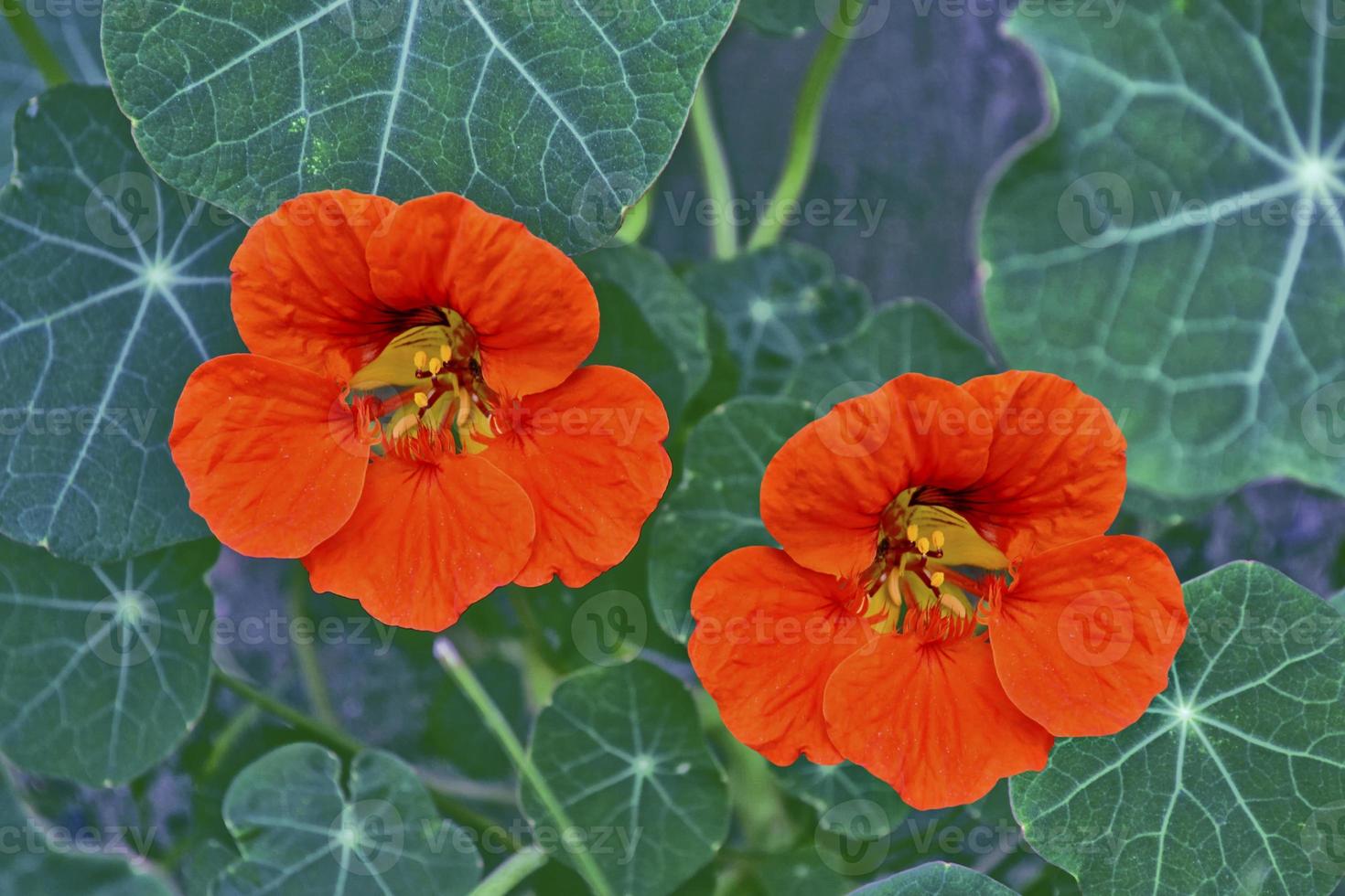 nasturtium flowers. Summer landscape photo