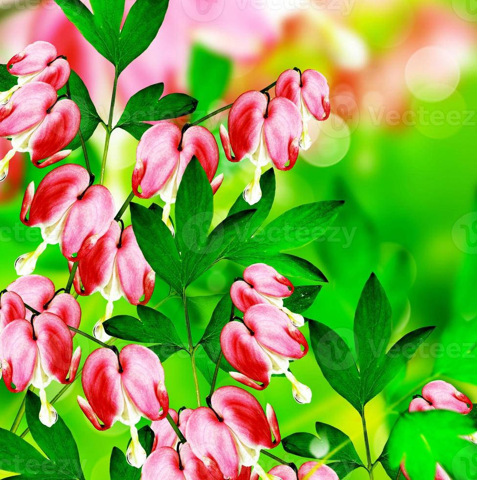 pink bleeding heart flower photo