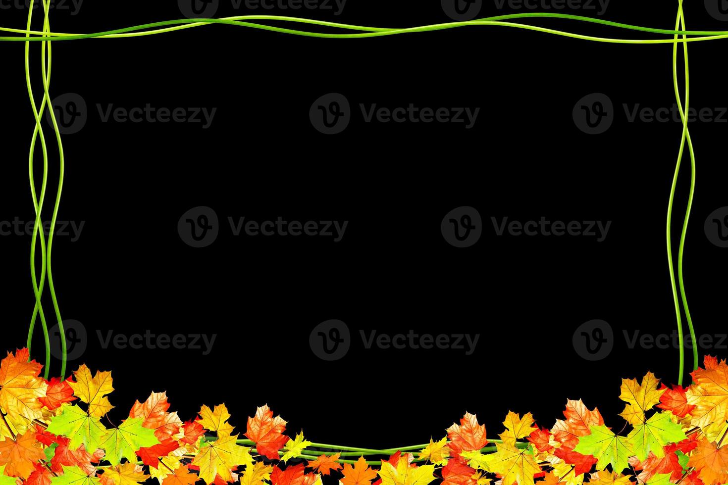autumn leaves isolated on black background. photo