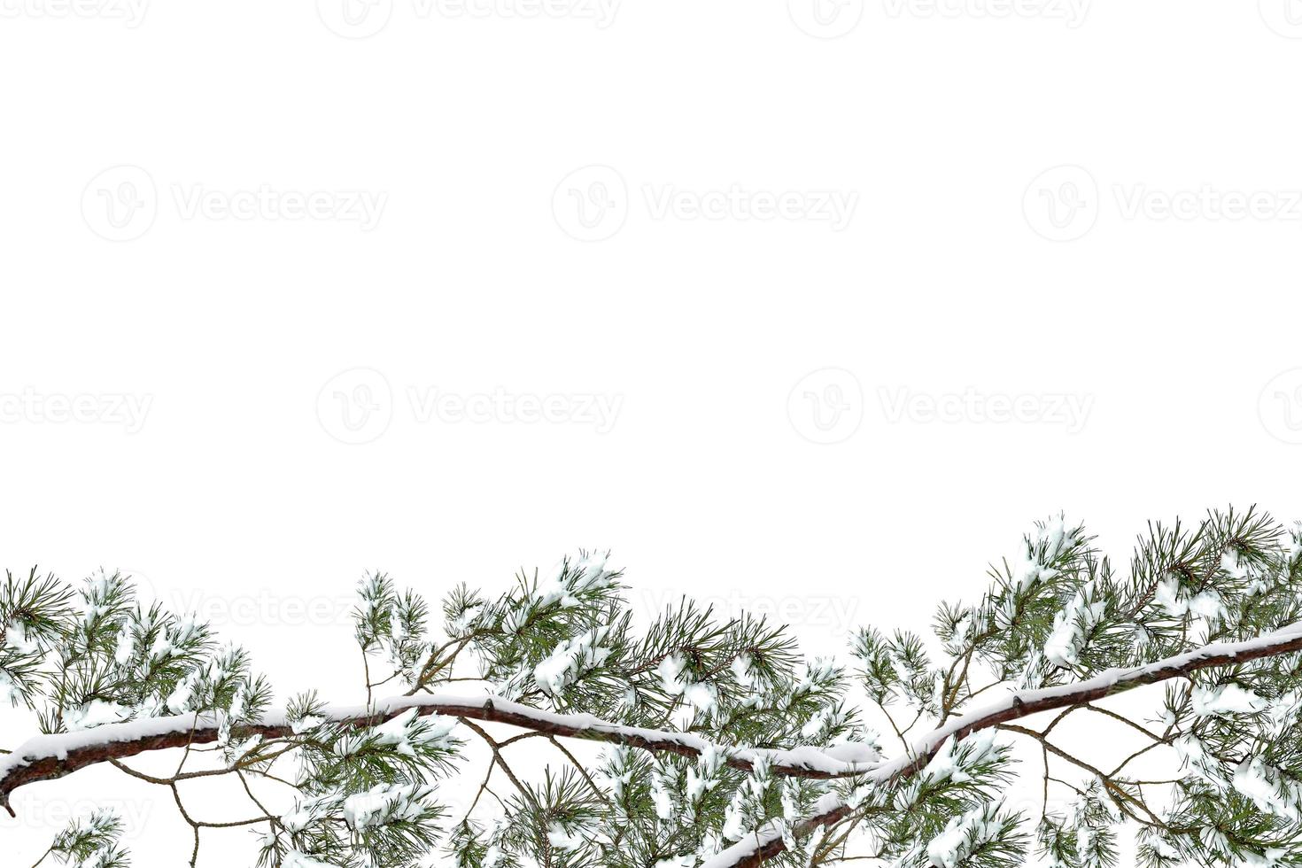 Snow covered trees. fir branch isolated on white background. photo