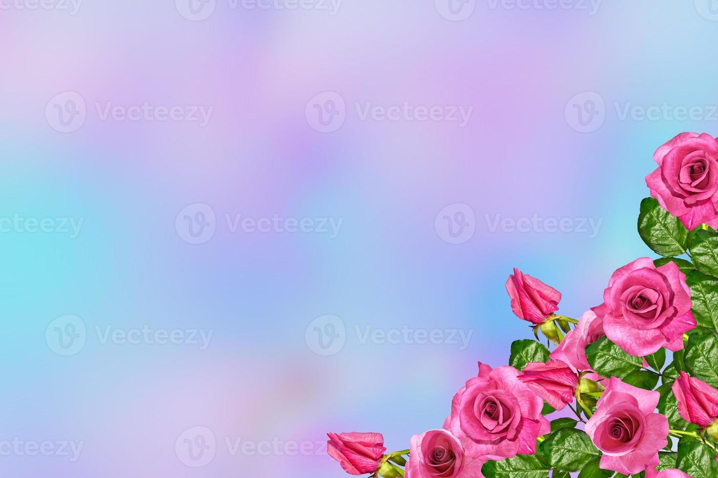 The buds of flowers roses. Holiday card. Floral background of roses. photo