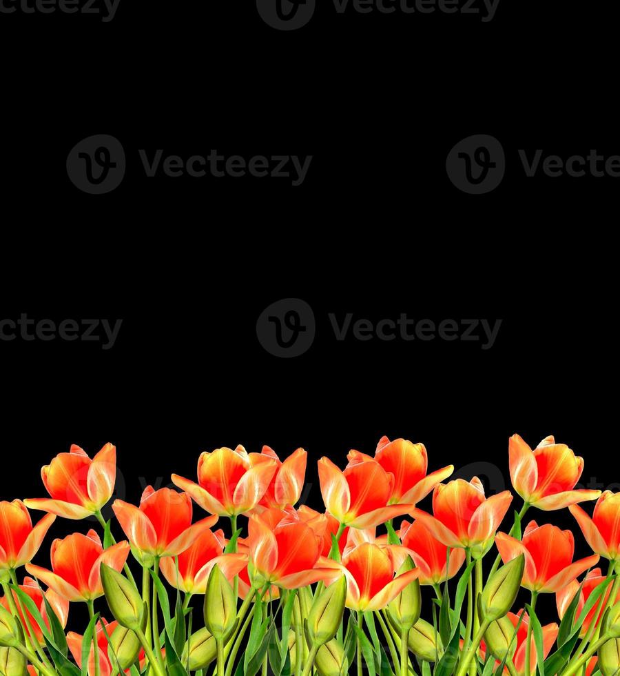 spring flowers tulips isolated on black background. photo