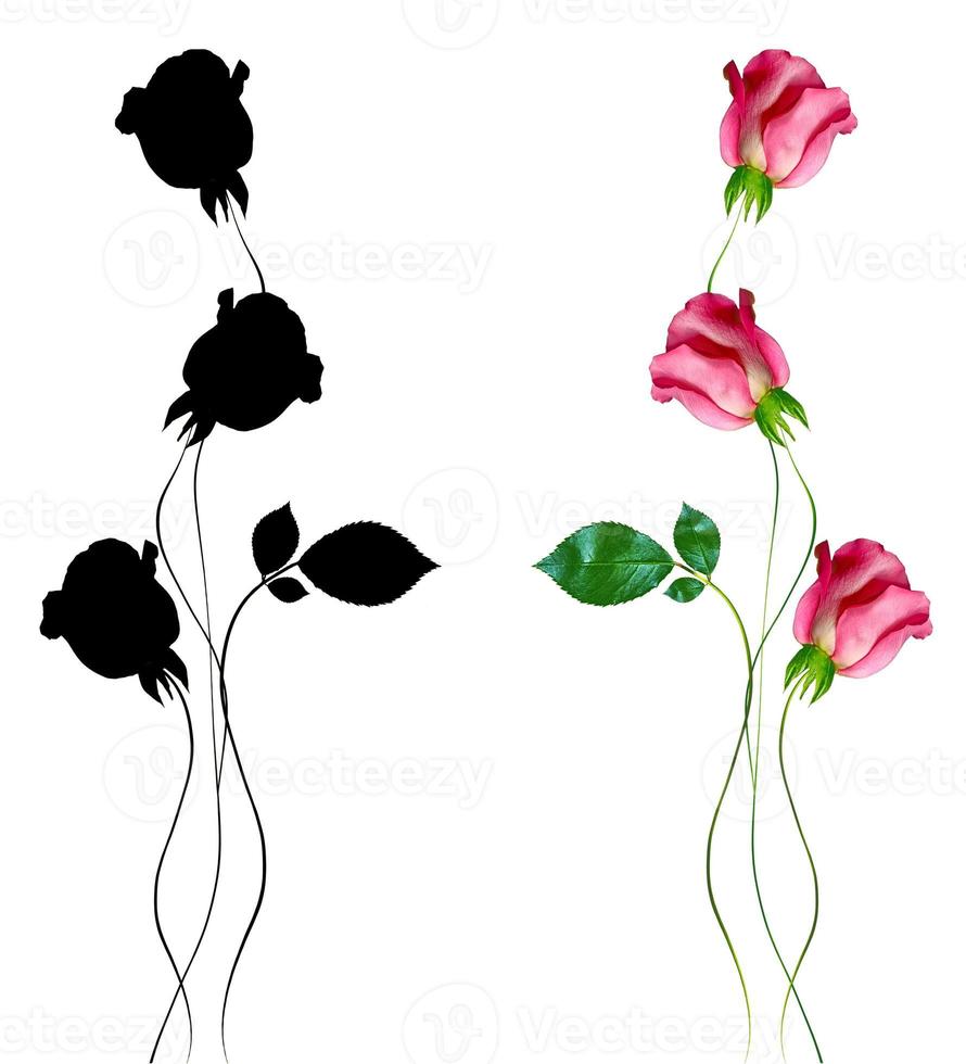 flower buds of roses isolated on white background photo