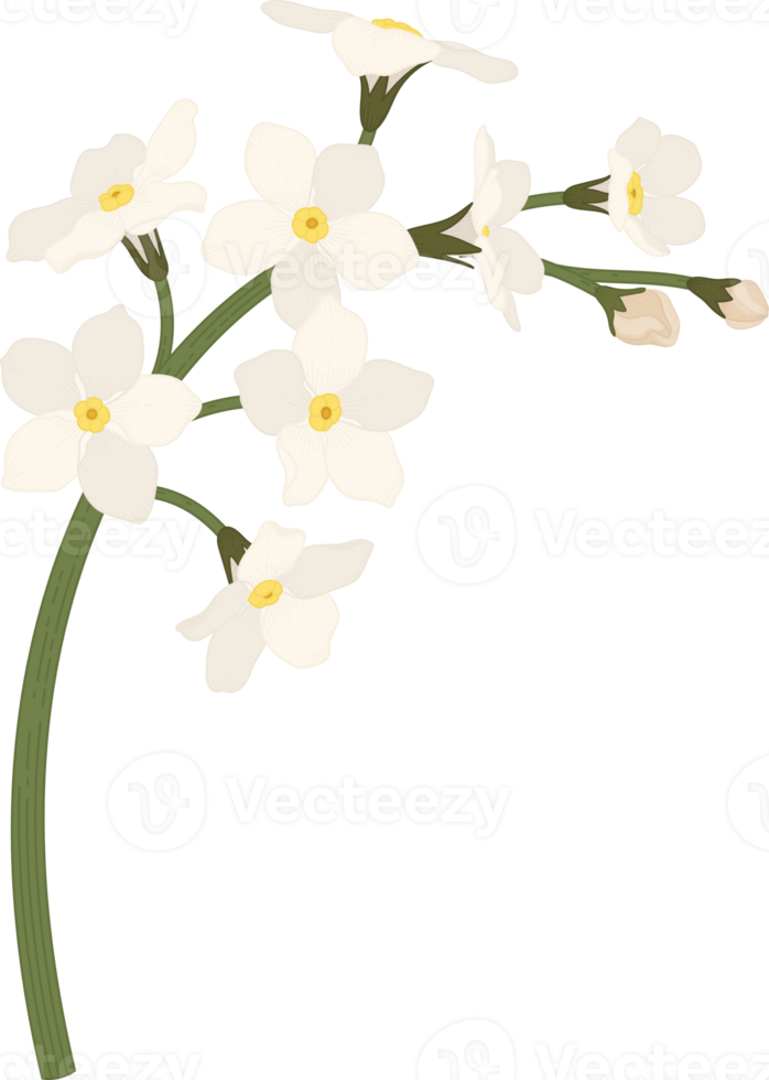 White me not flower hand drawn illustration. 9889146 PNG