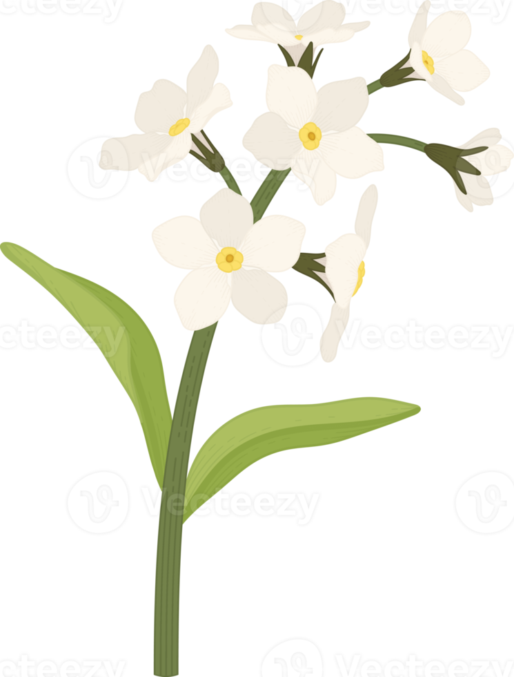 vit glöm mig inte blomma handritad illustration. png