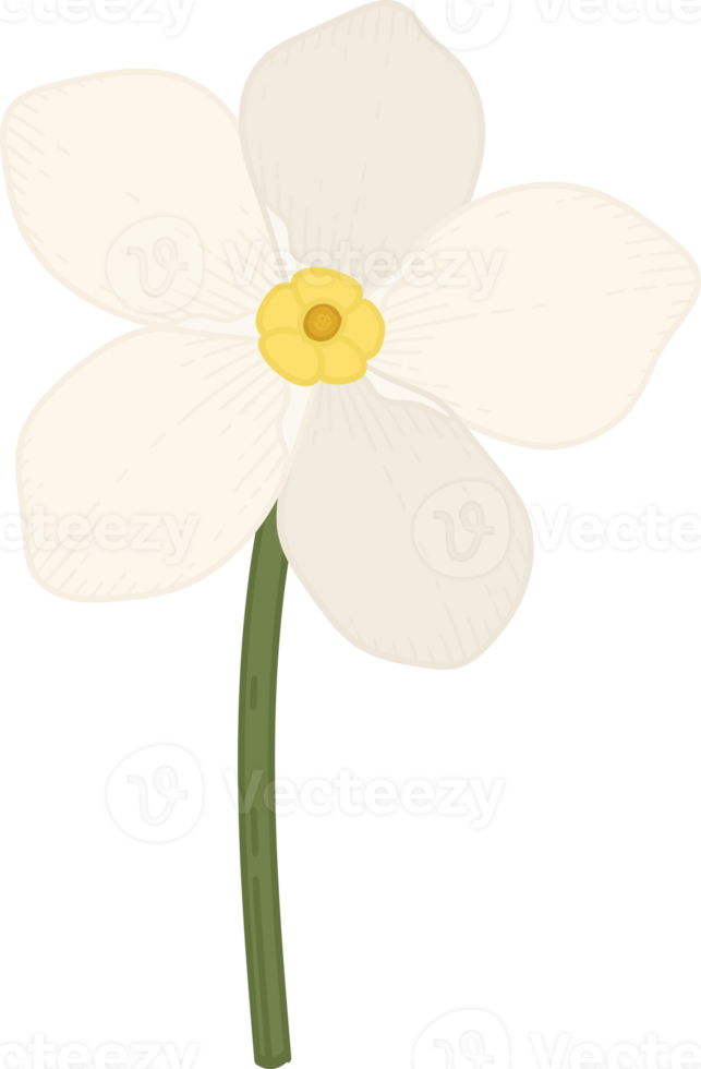 White forget me not flower hand drawn illustration. png