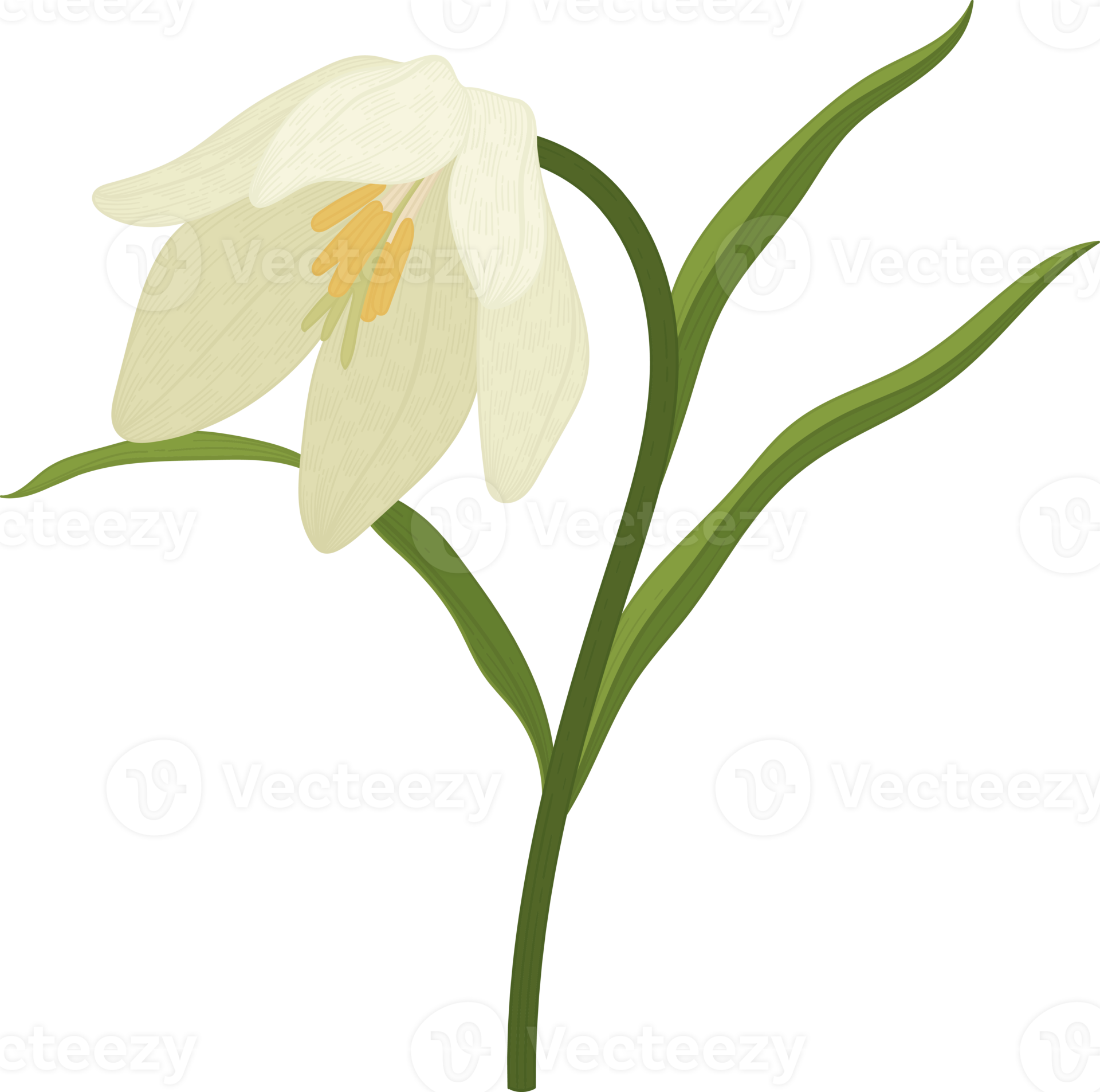 White Toad Lily Flower Hand Drawn Illustration 9889167 PNG white-toad-lily-flower-hand-drawn-illustration-9889167-png
