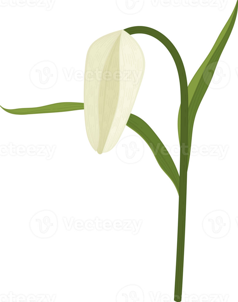 witte pad lily bloem hand getekende illustratie. png