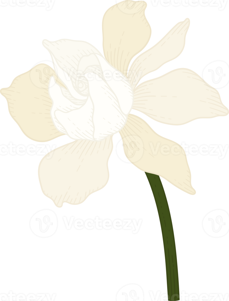 White Gardenia flower hand drawn illustration. png